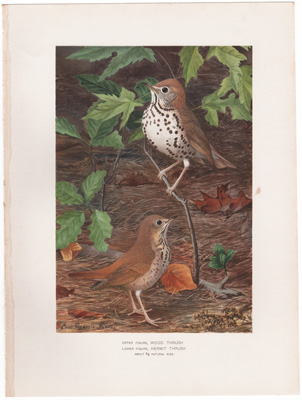 WOOD THRUSH HERMIT THRUSH